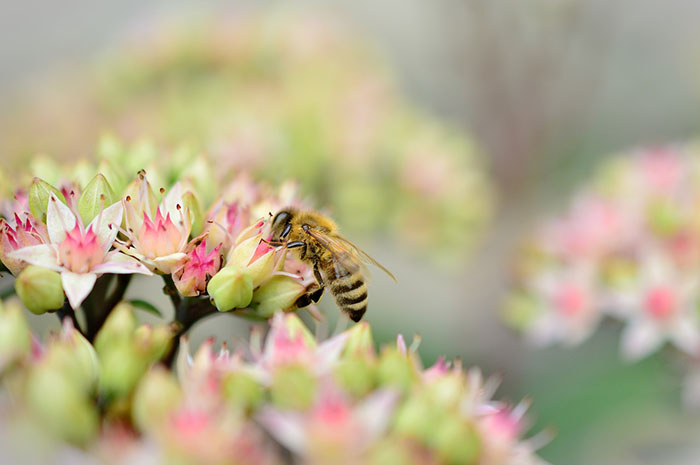 El polen ayuda a la fertilidad